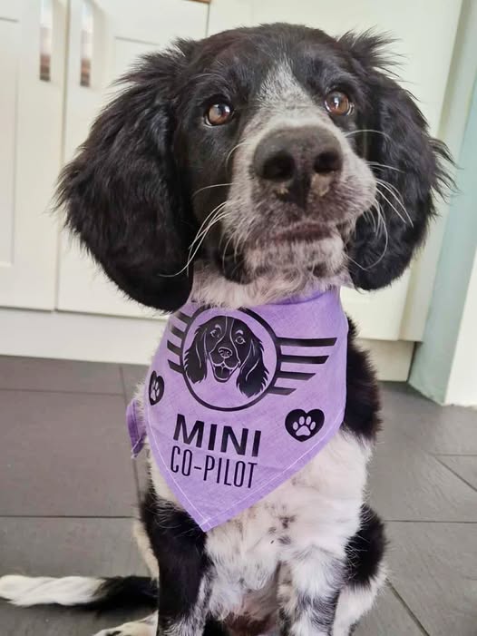 Co-Pilot Bandanas